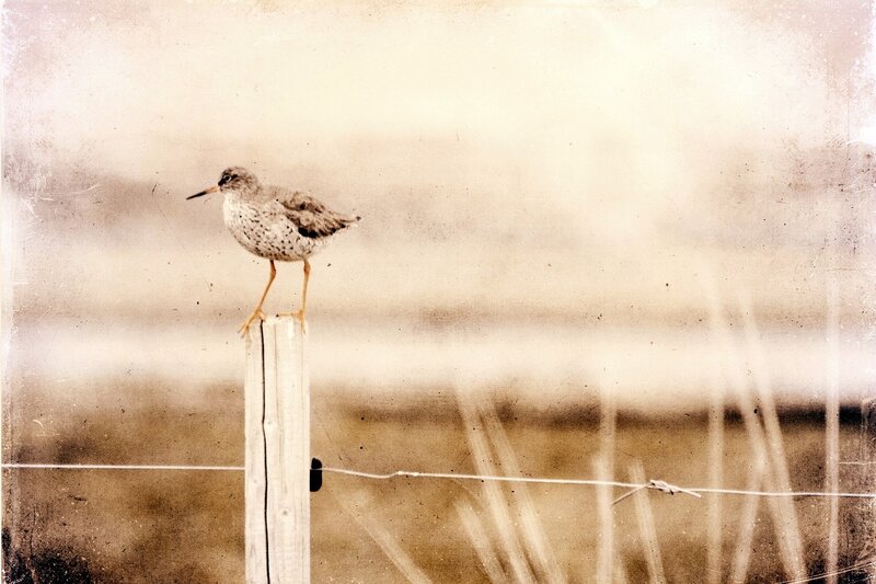 bird perched on a post