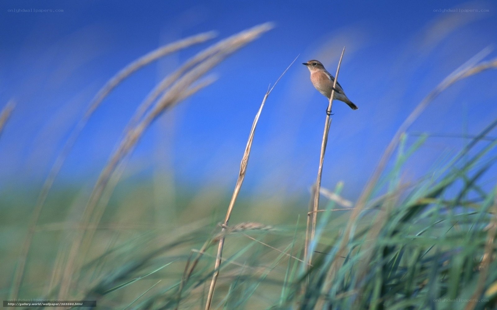 Bird perched on a reed