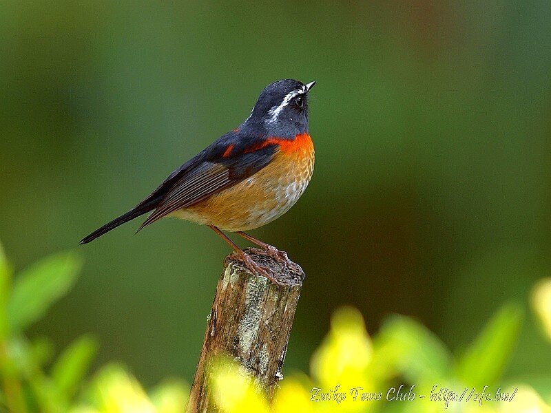 bird perched on a stick