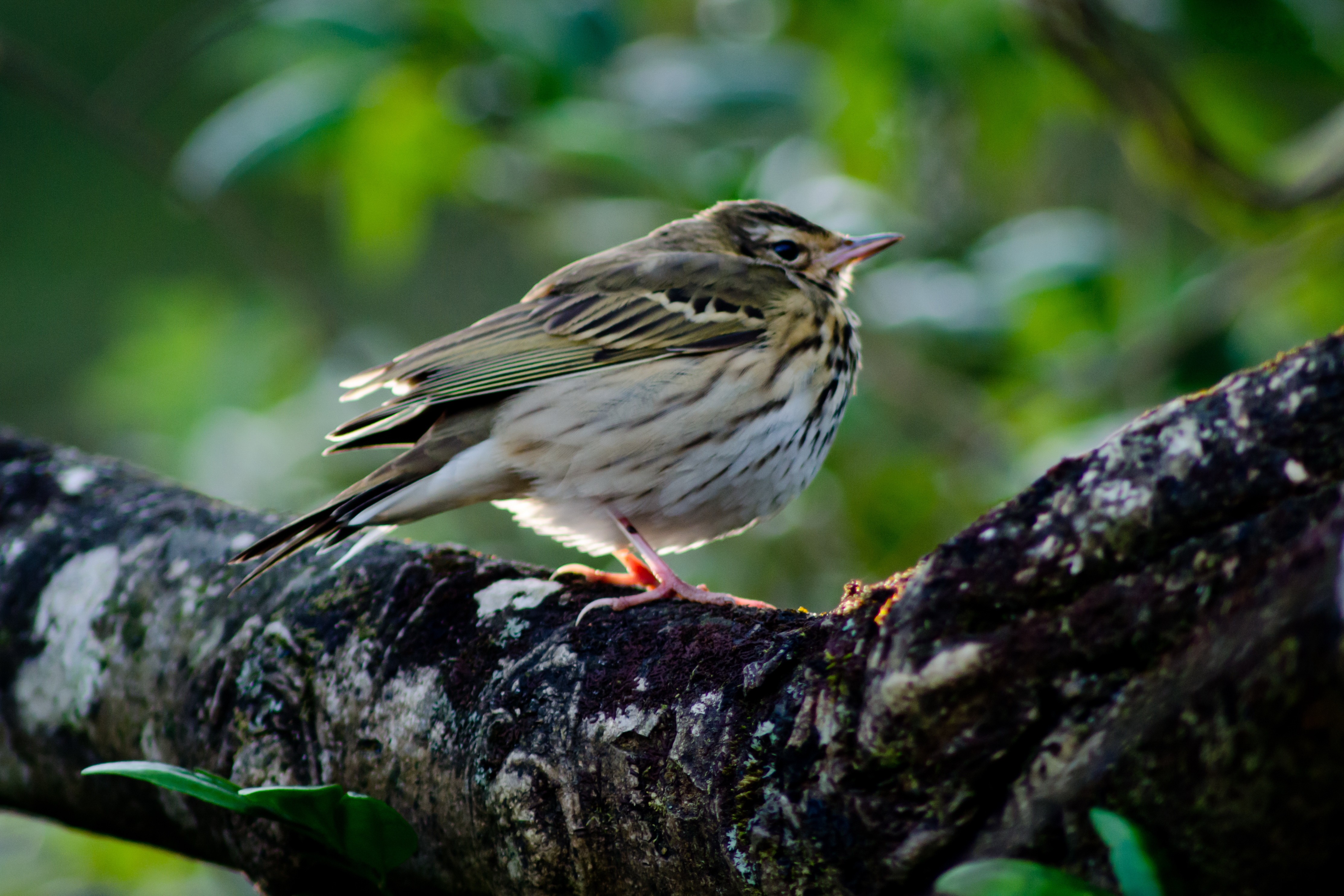 bird perched on a tree branch
