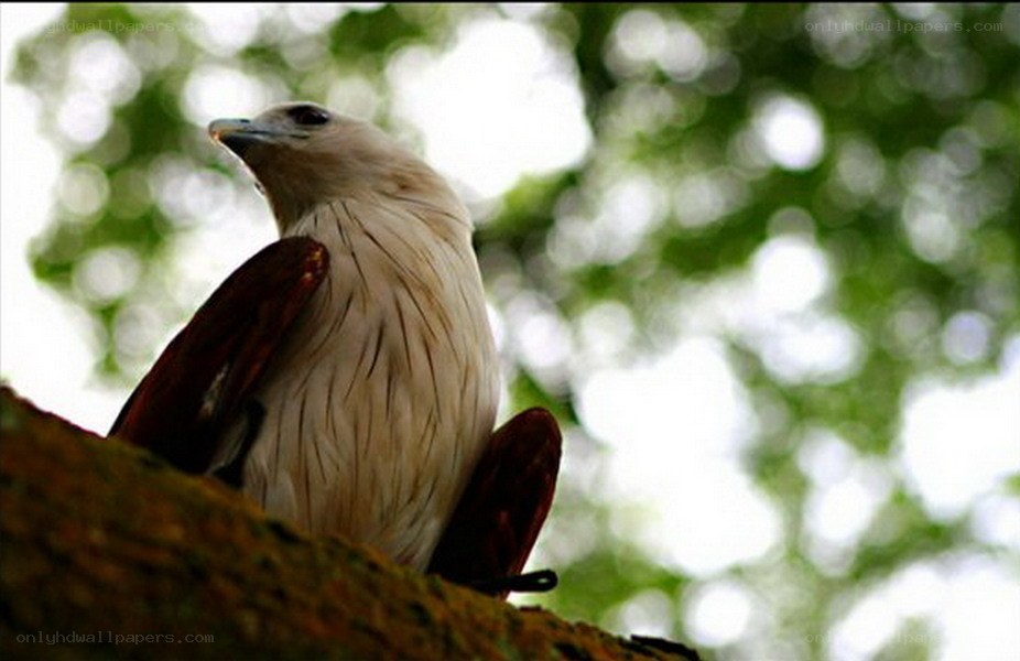 bird perched on a tree branch