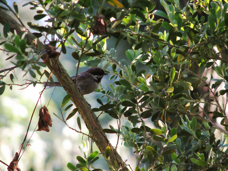 Bird perched on a tree branch