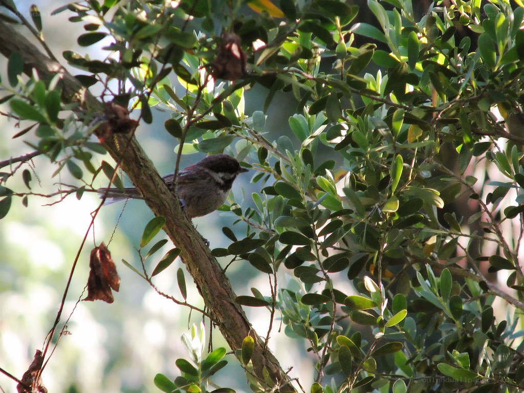 Bird perched on a tree branch