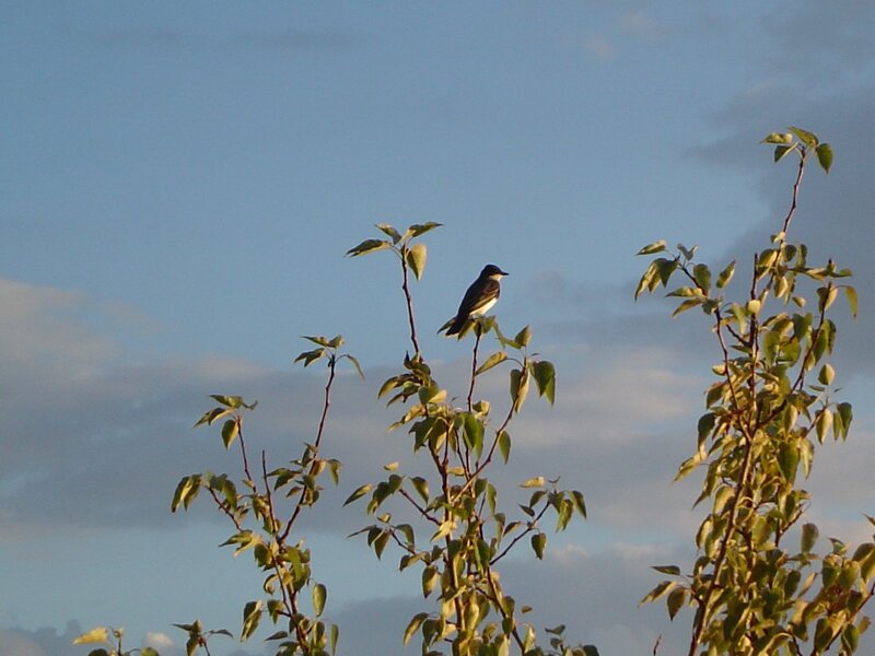 bird perched on a tree