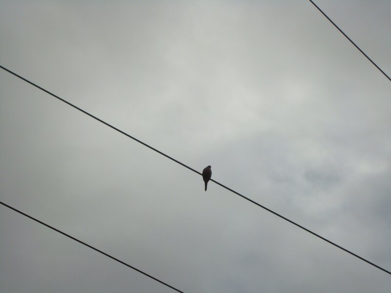 Bird perched on a wire