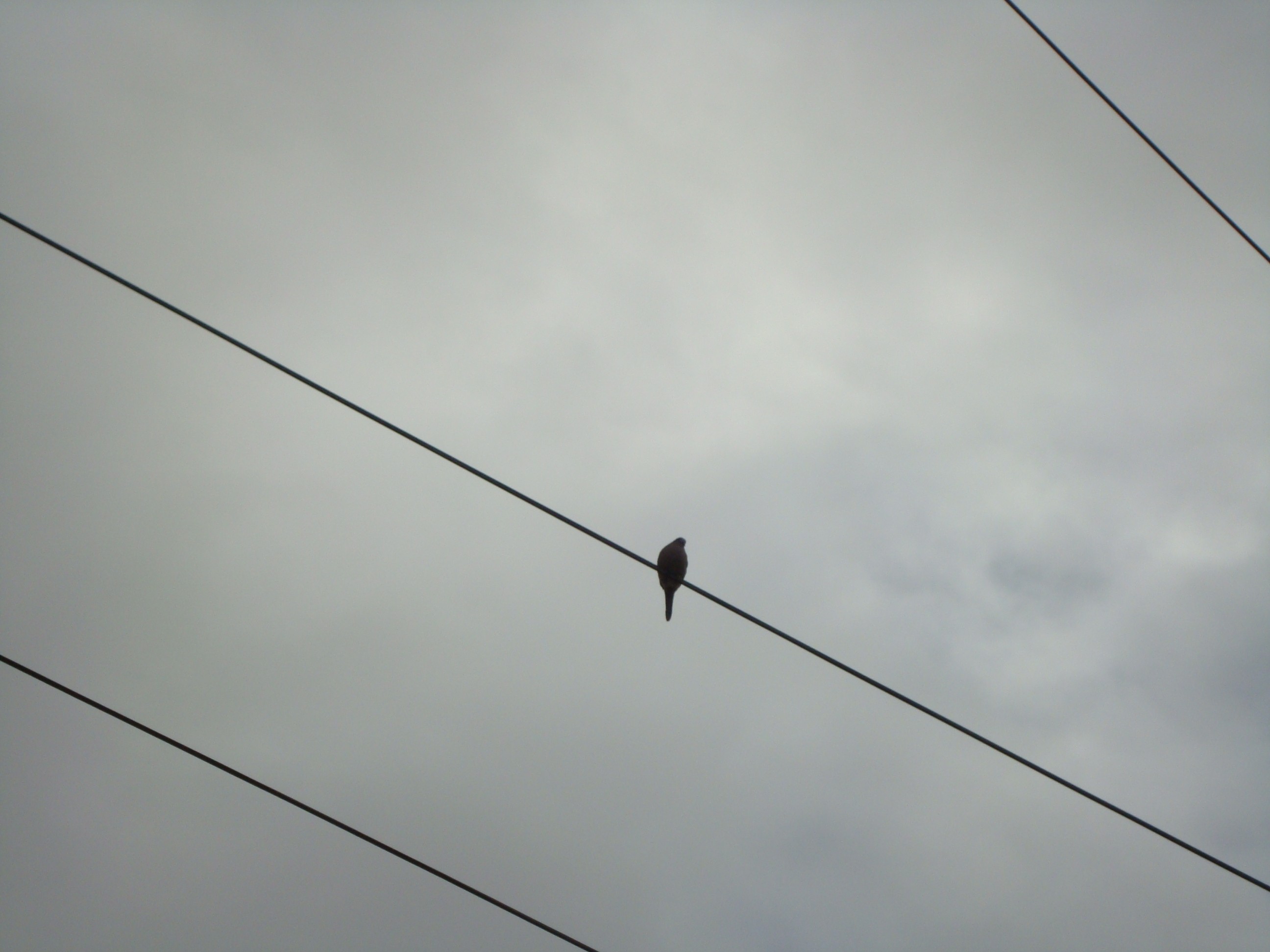 Bird perched on a wire