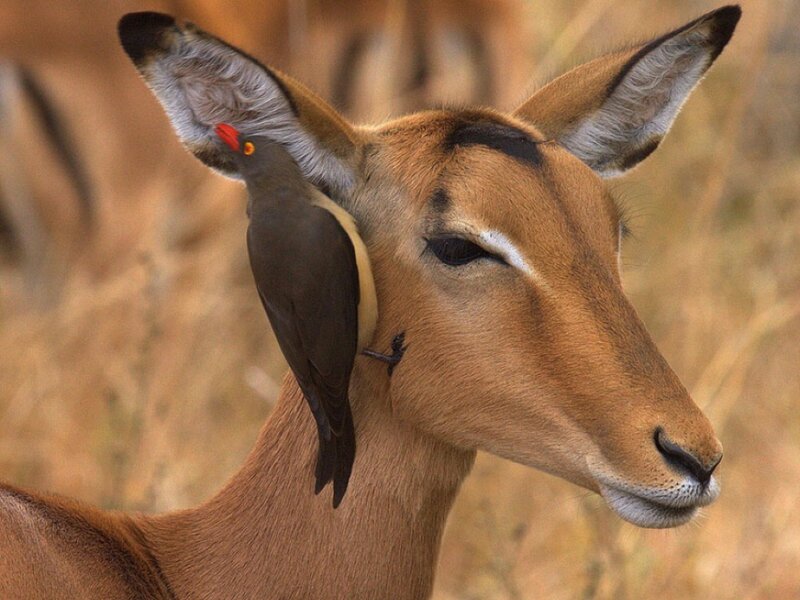 bird perched on antelope