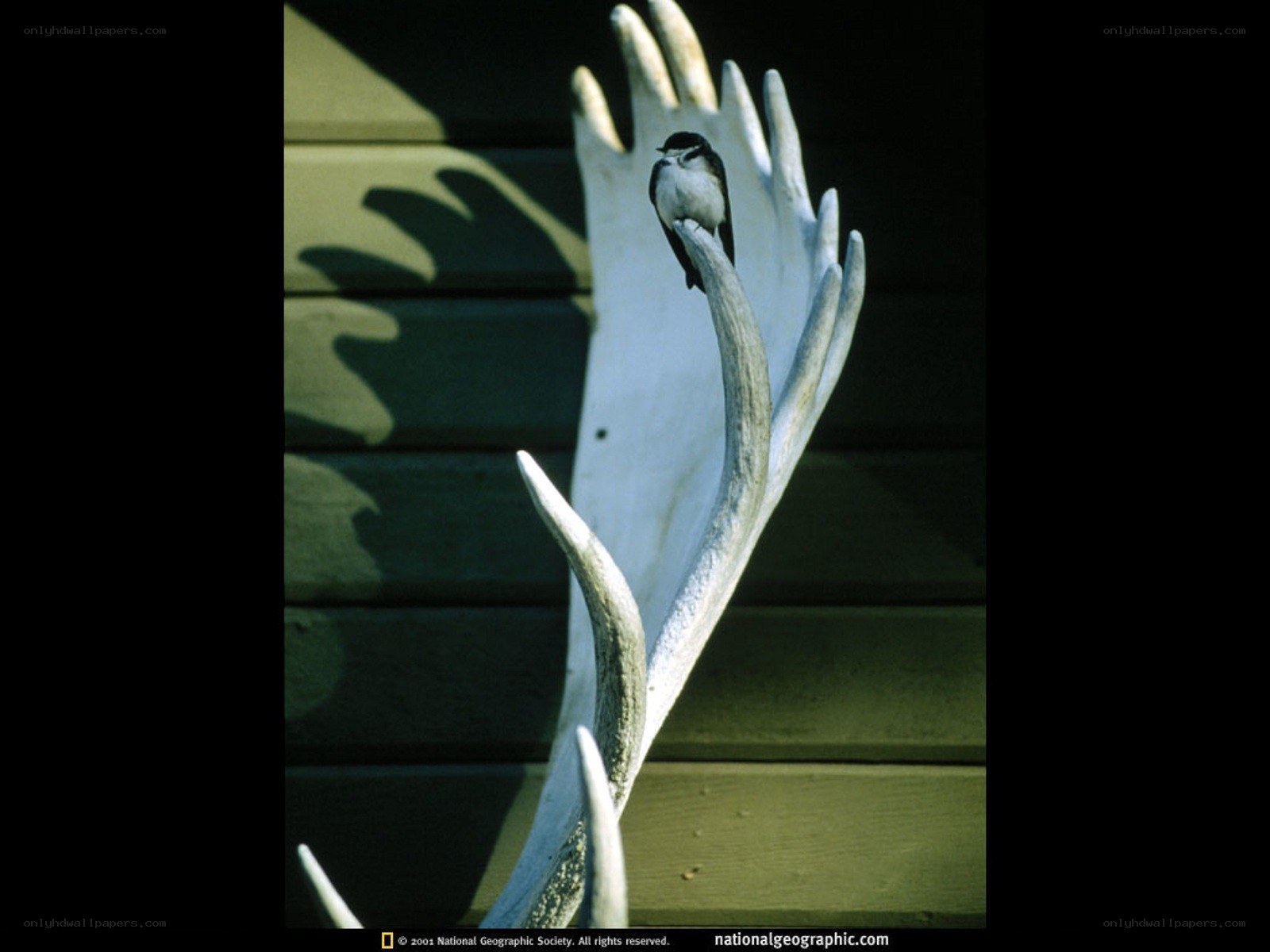 Bird perched on antler sculpture