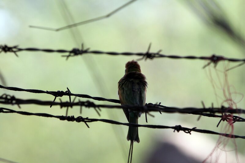 bird perched on barbed wire