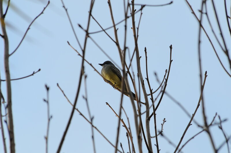 bird perched on bare branches