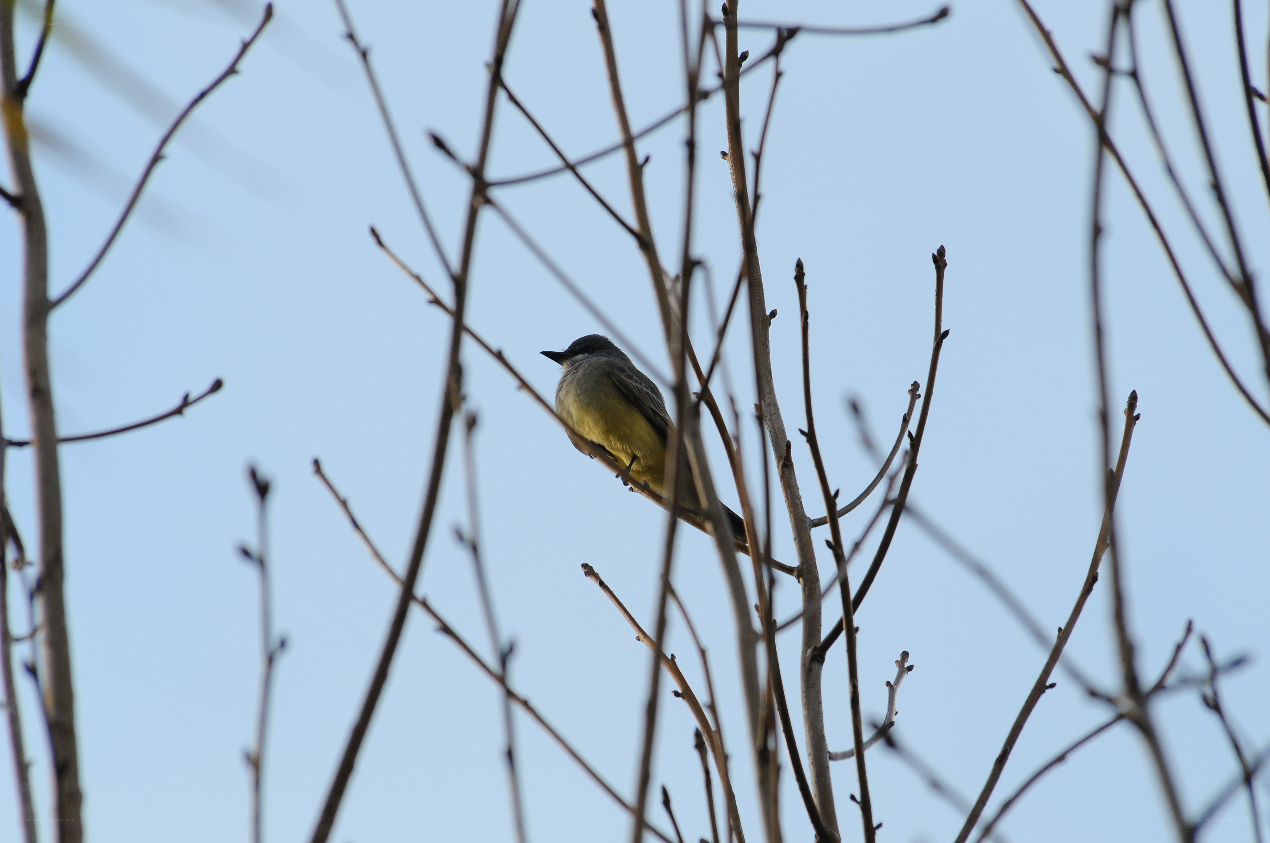 bird perched on bare branches