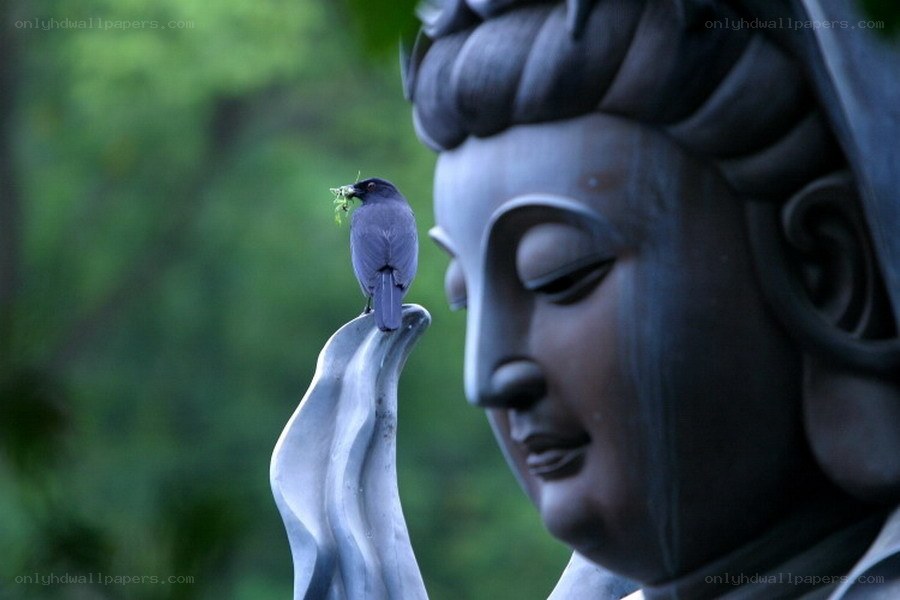 Bird perched on Buddha statue