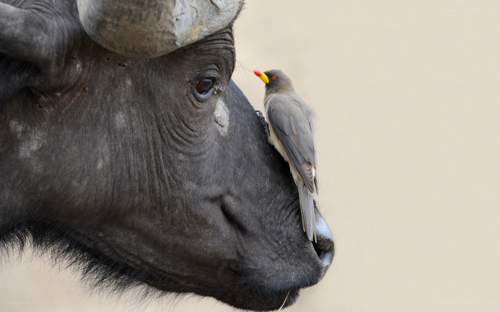 bird perched on buffalo