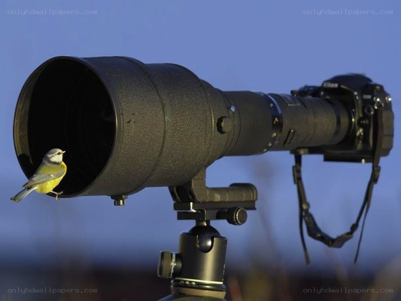 Bird perched on camera lens