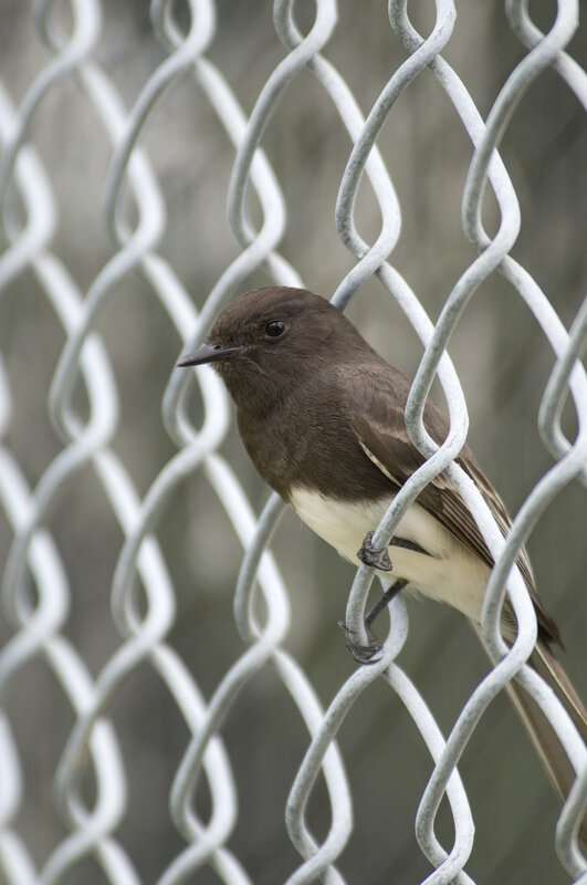 bird perched on chain-link fence
