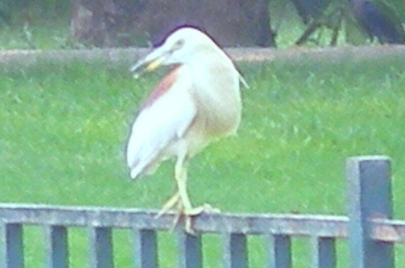 bird perched on fence