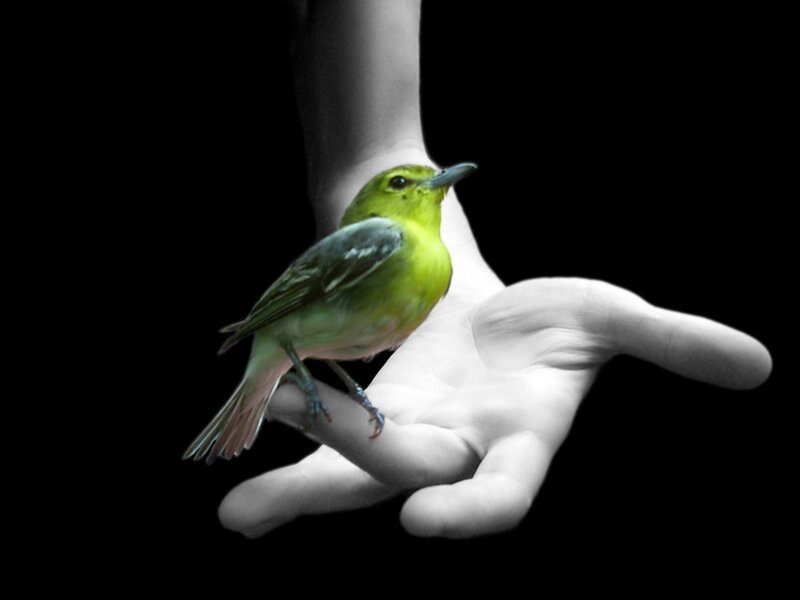 bird perched on hand