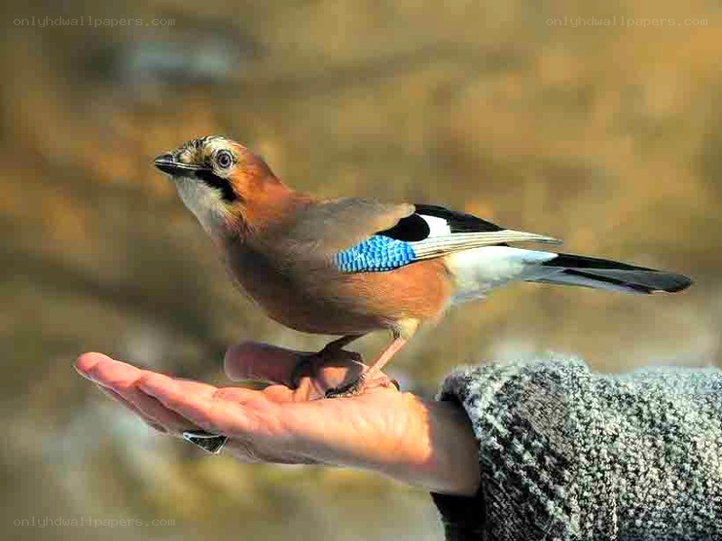 bird perched on hand