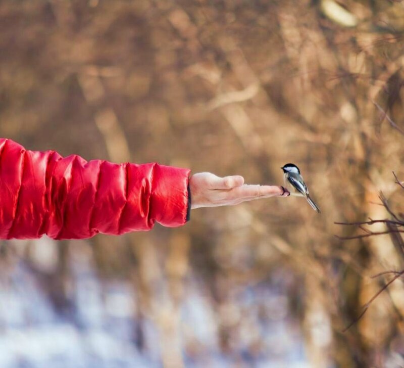 bird perched on hand