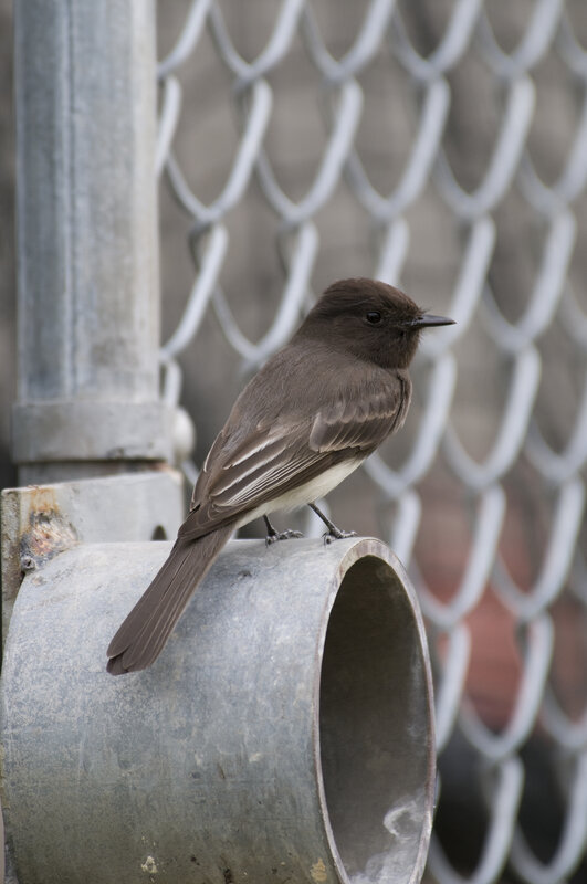 bird perched on metal pipe