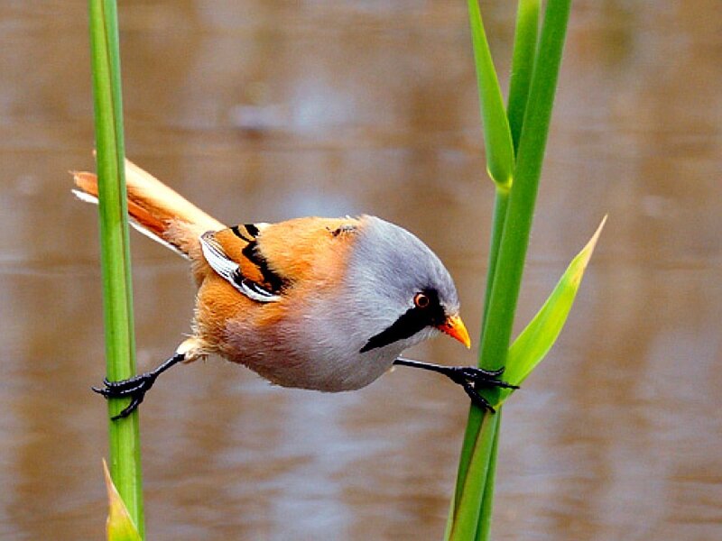 Bird perched on reeds