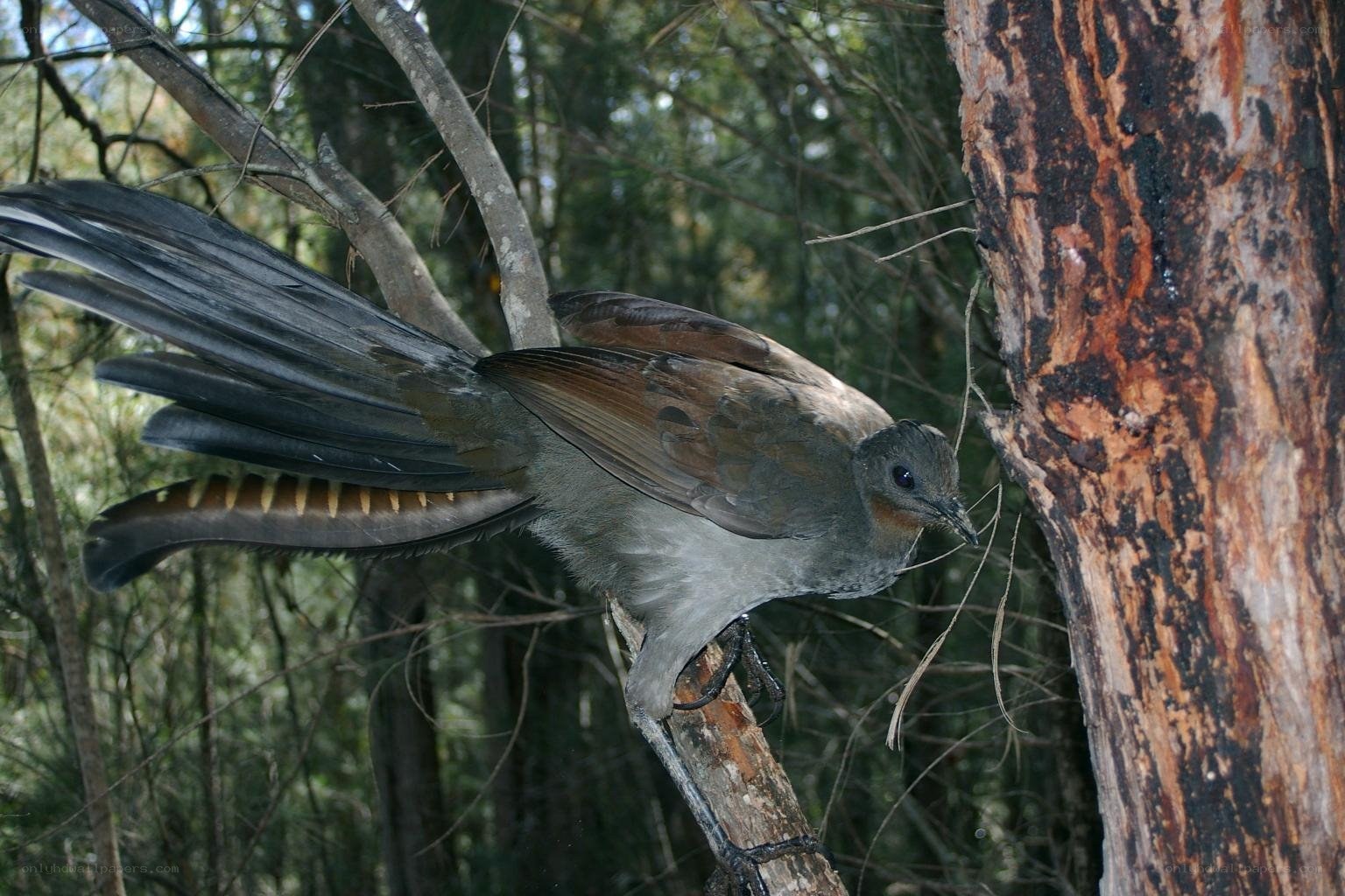 bird perched on tree branch