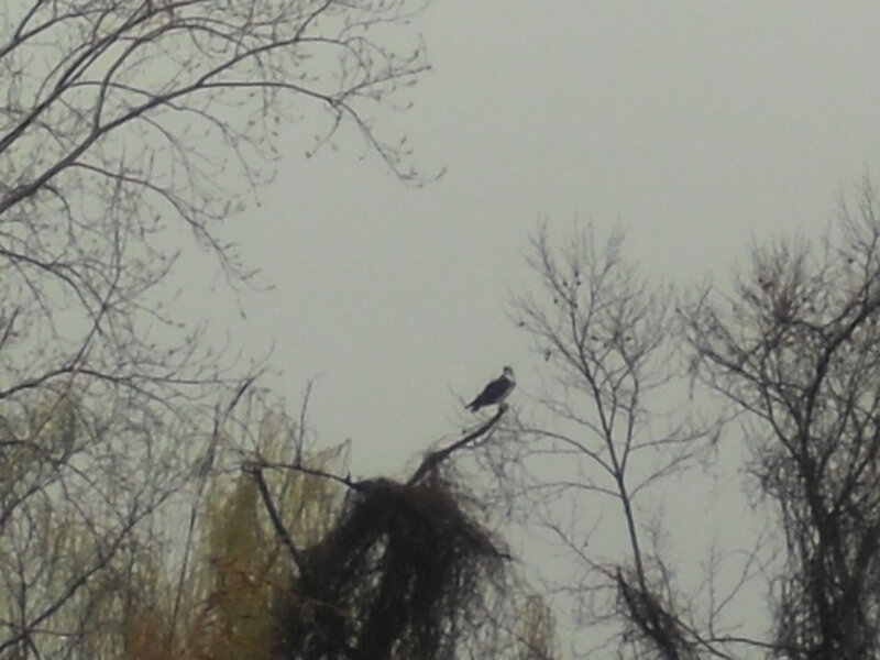 bird perched on tree branch