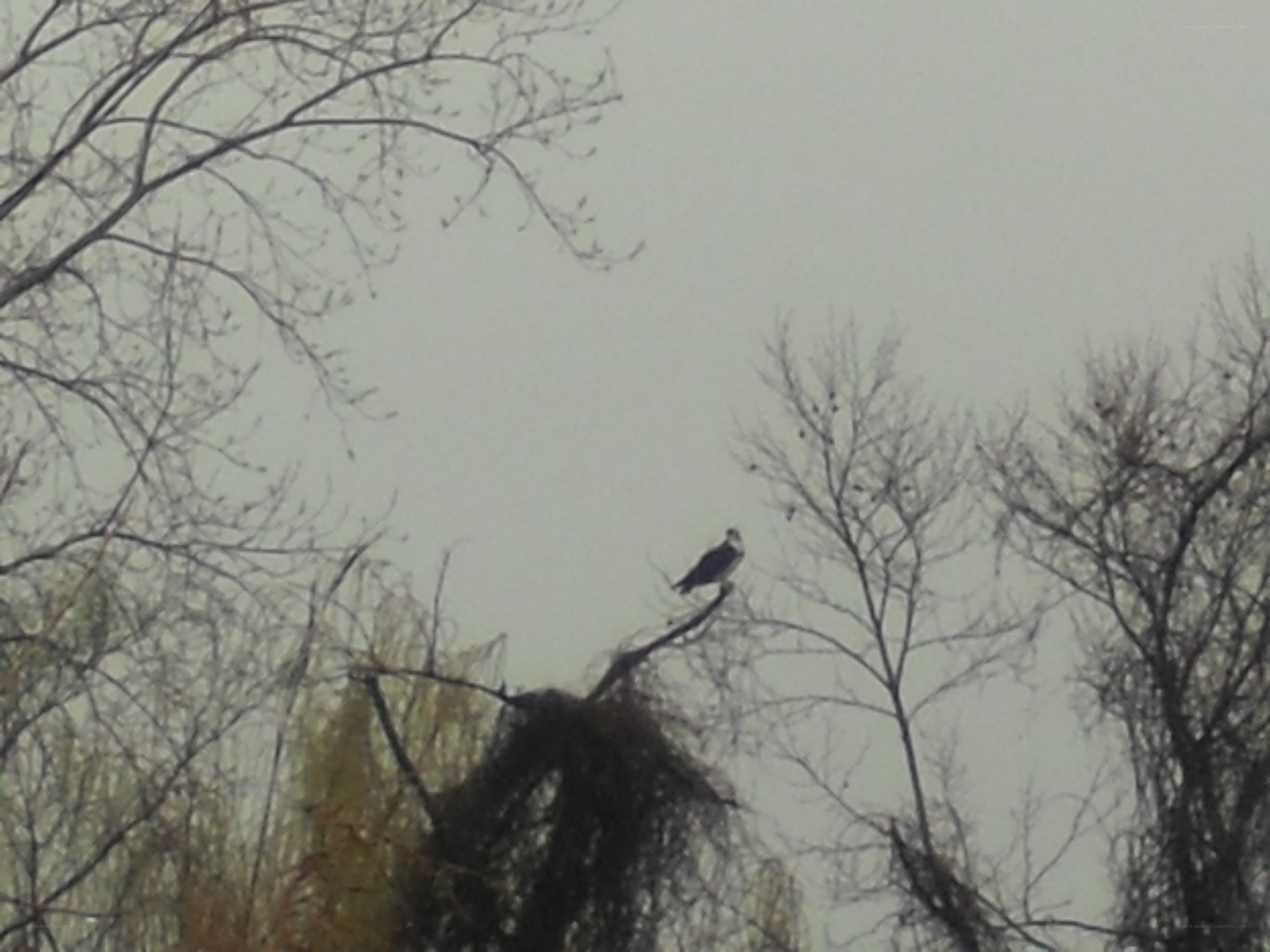 bird perched on tree branch