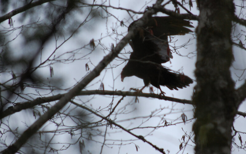 bird perched on tree branch