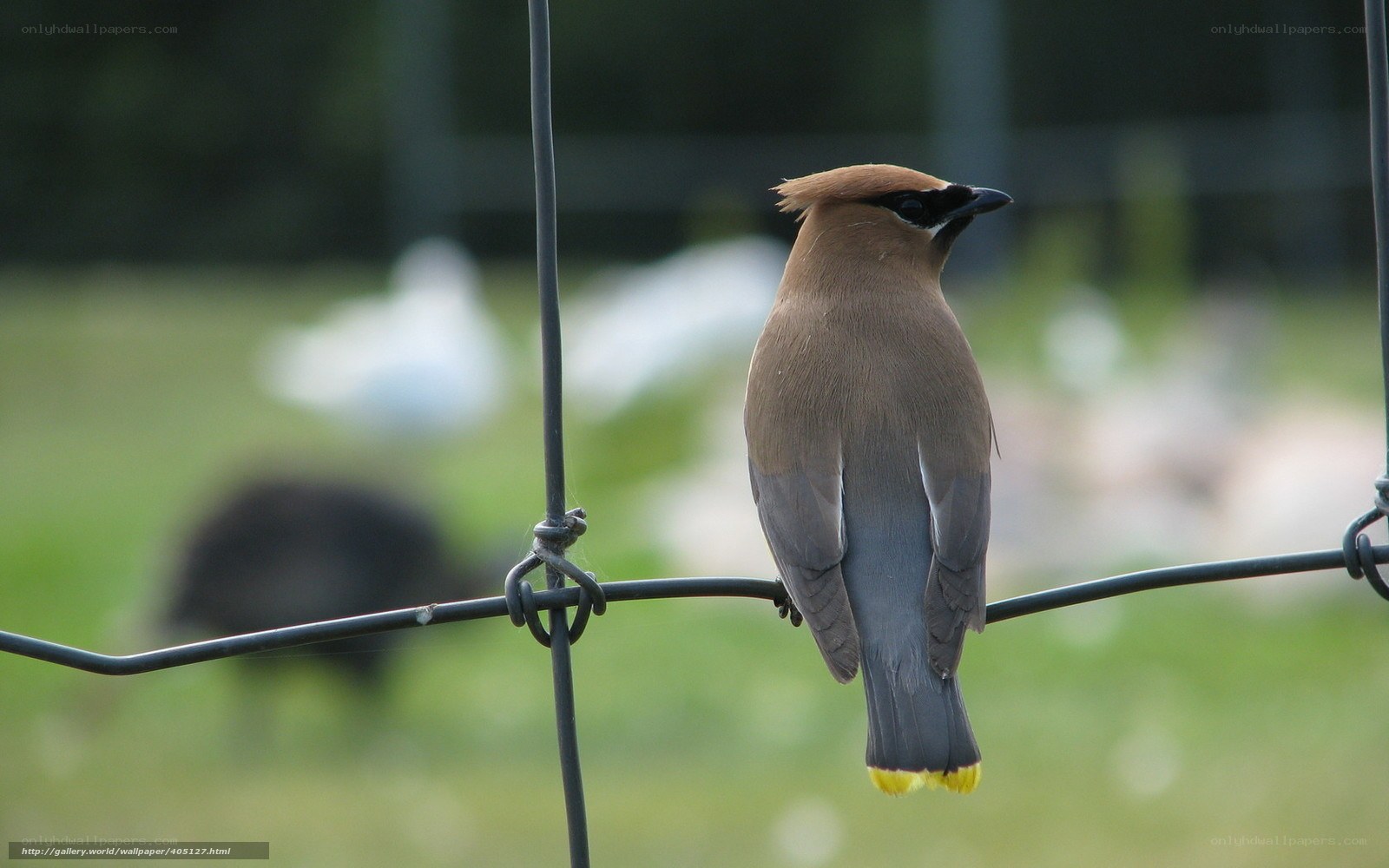 bird perched on wire fence