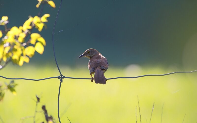 bird perched on wire