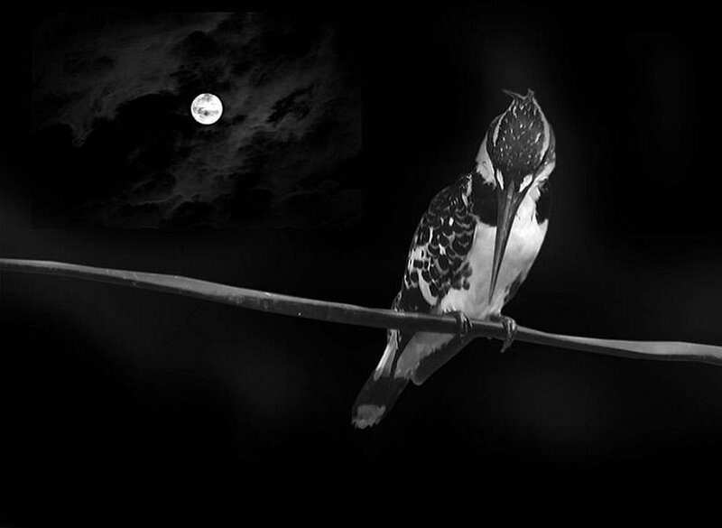 Bird perched under moonlight