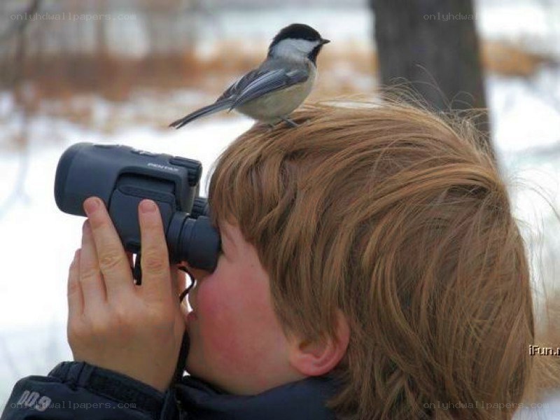 bird perches on boy's head