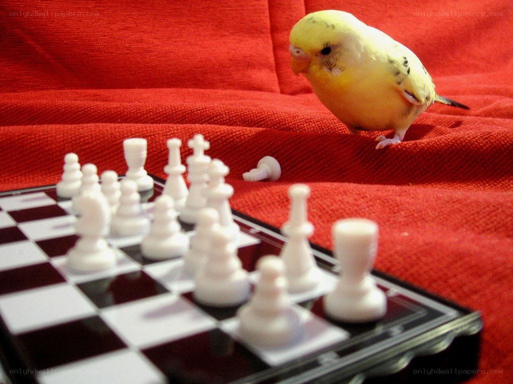Bird playing chess