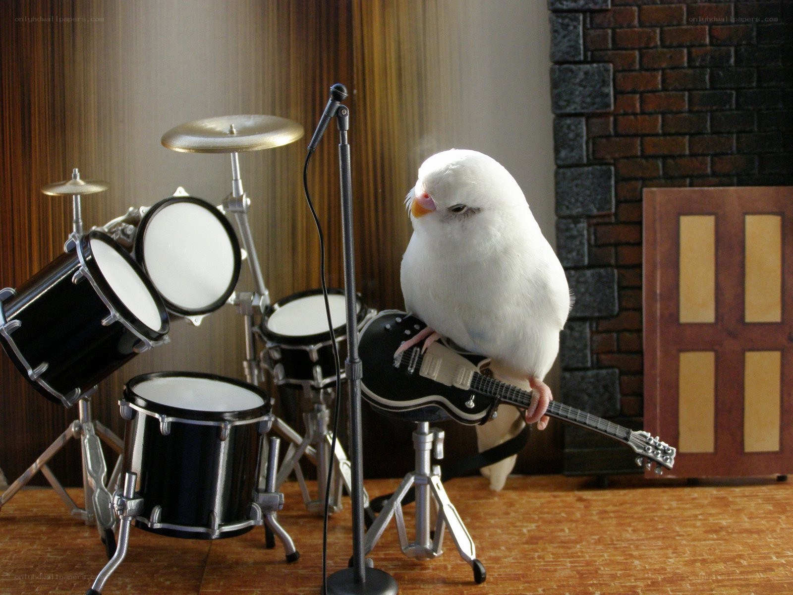 bird playing guitar on stage