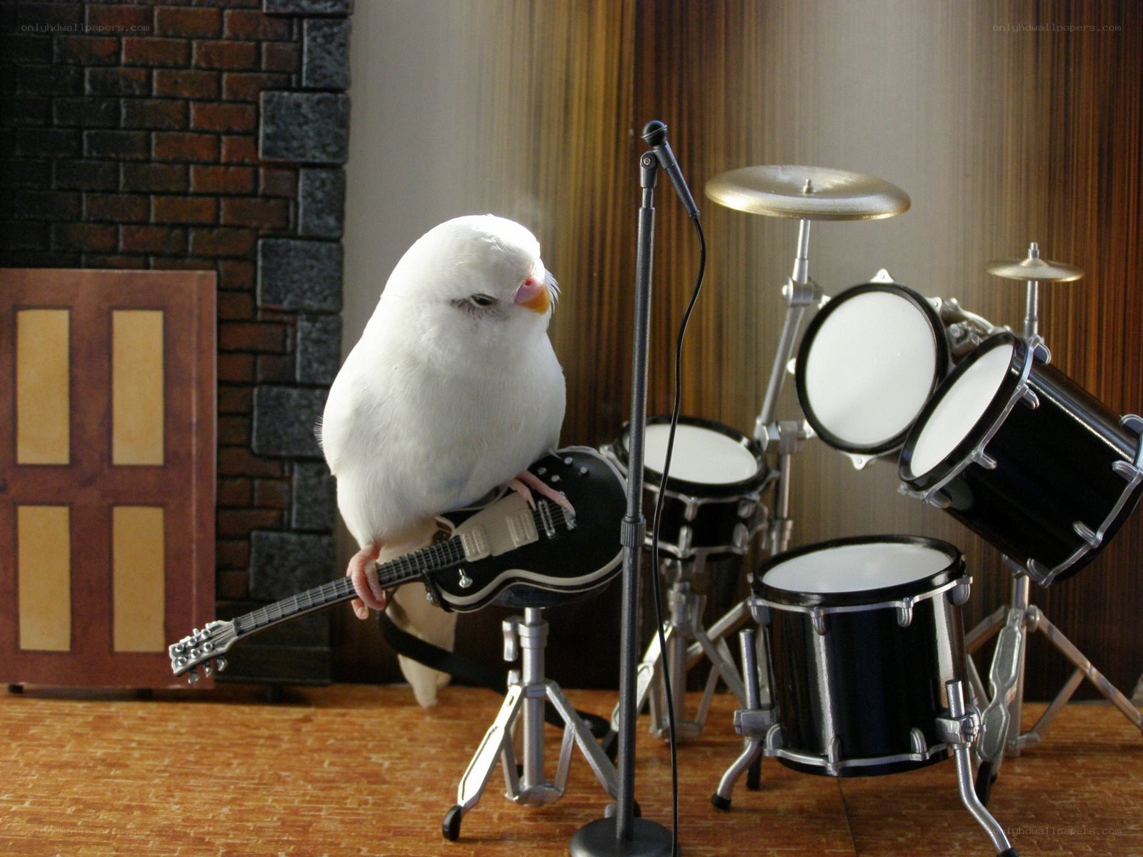 bird playing guitar on stage
