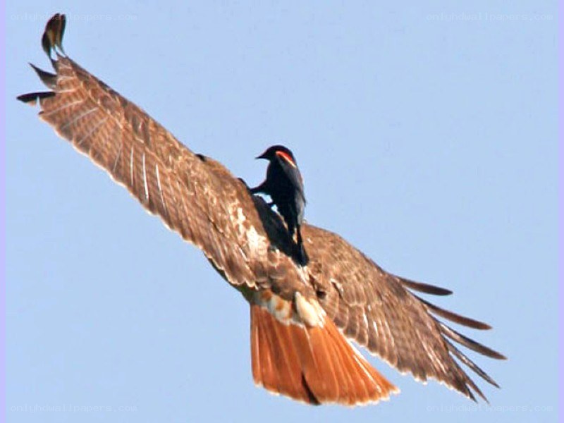 Bird riding on a hawk