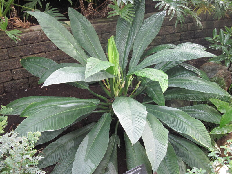 Bird's Nest Fern Plant — Green
