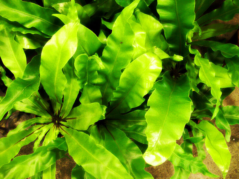 Bird's Nest Fern Plant