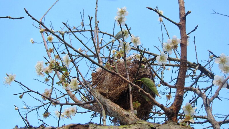Bird's Nest in Blossoming Tree