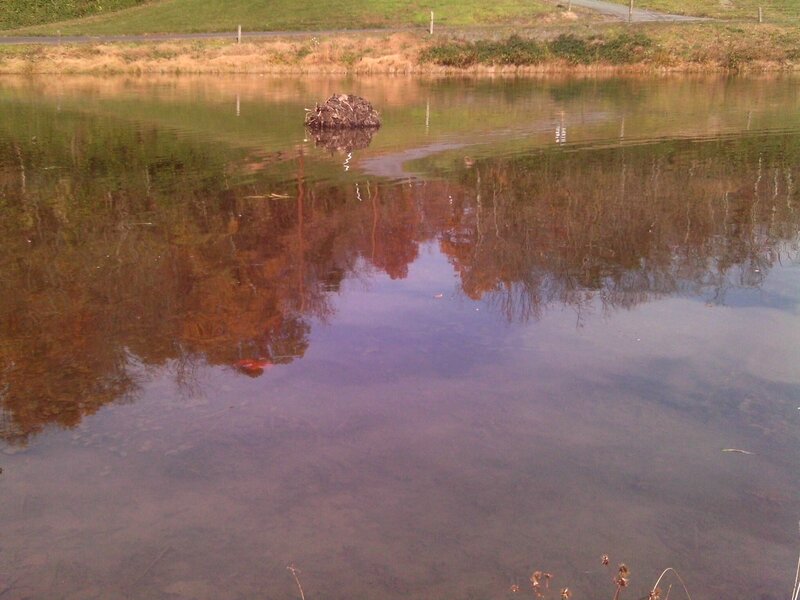 Bird's Nest in Pond
