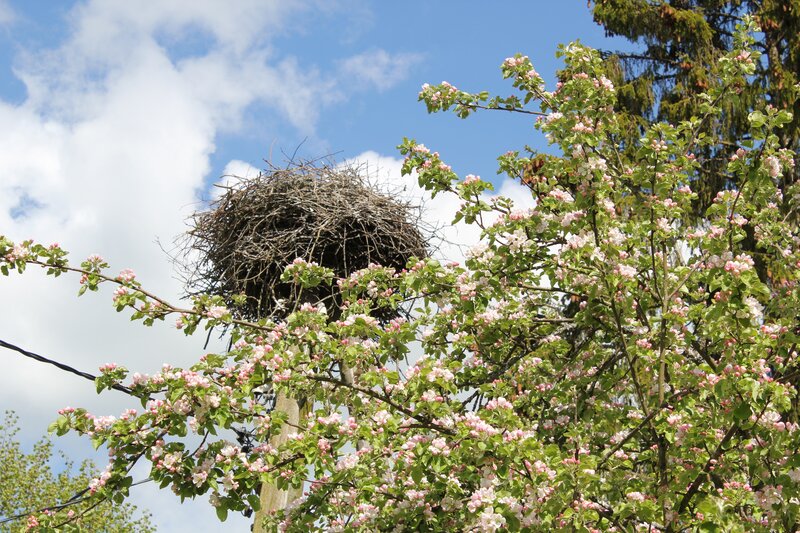 Bird's Nest in Tree — Blue