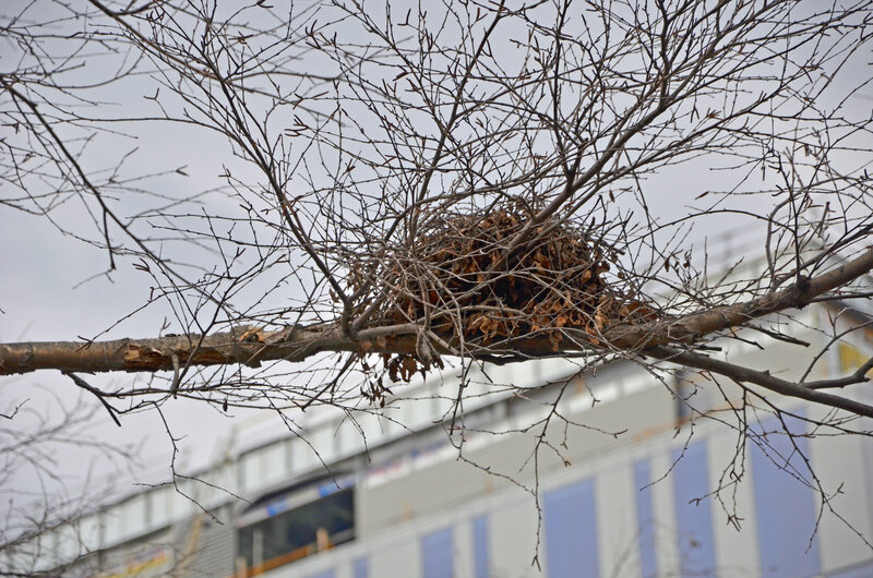 Bird's Nest in Tree — Brown, Calm