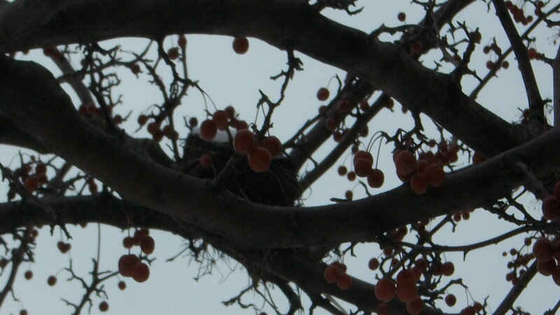 Bird's Nest in Tree — Brown