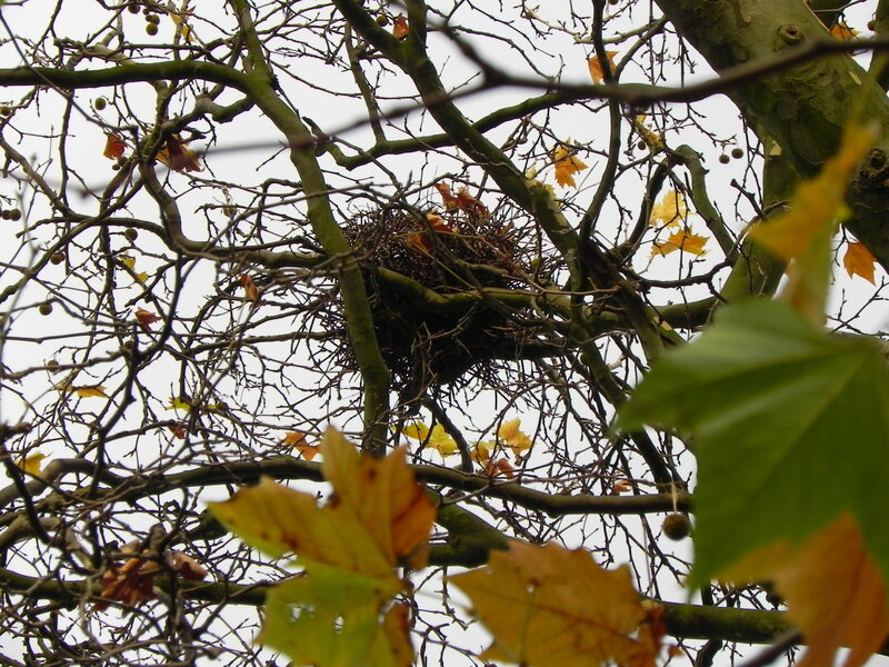 Bird's Nest in Tree