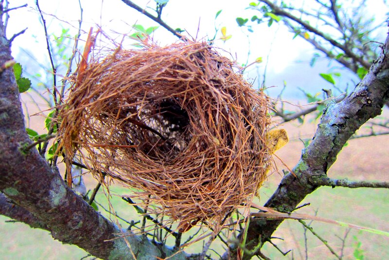 Bird's Nest on Branch