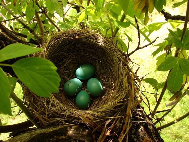 Bird's Nest with Blue Eggs — Green, Serene