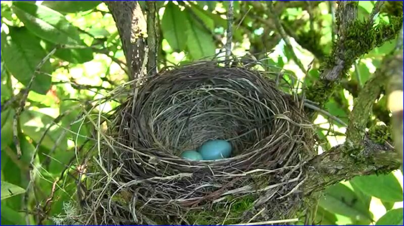 Bird's Nest with Blue Eggs — Green