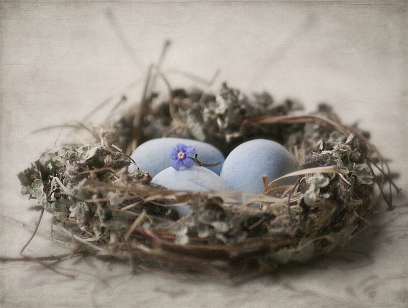 Bird's Nest with Blue Eggs