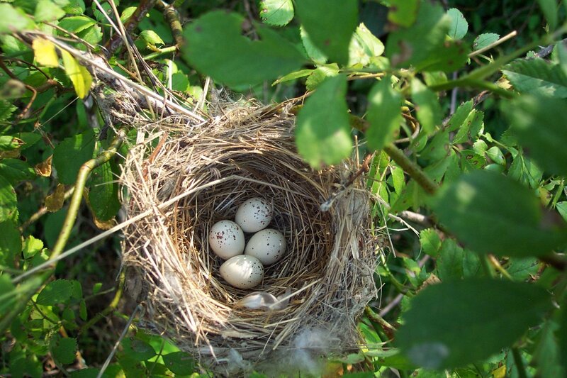 Bird's Nest with Eggs — Green